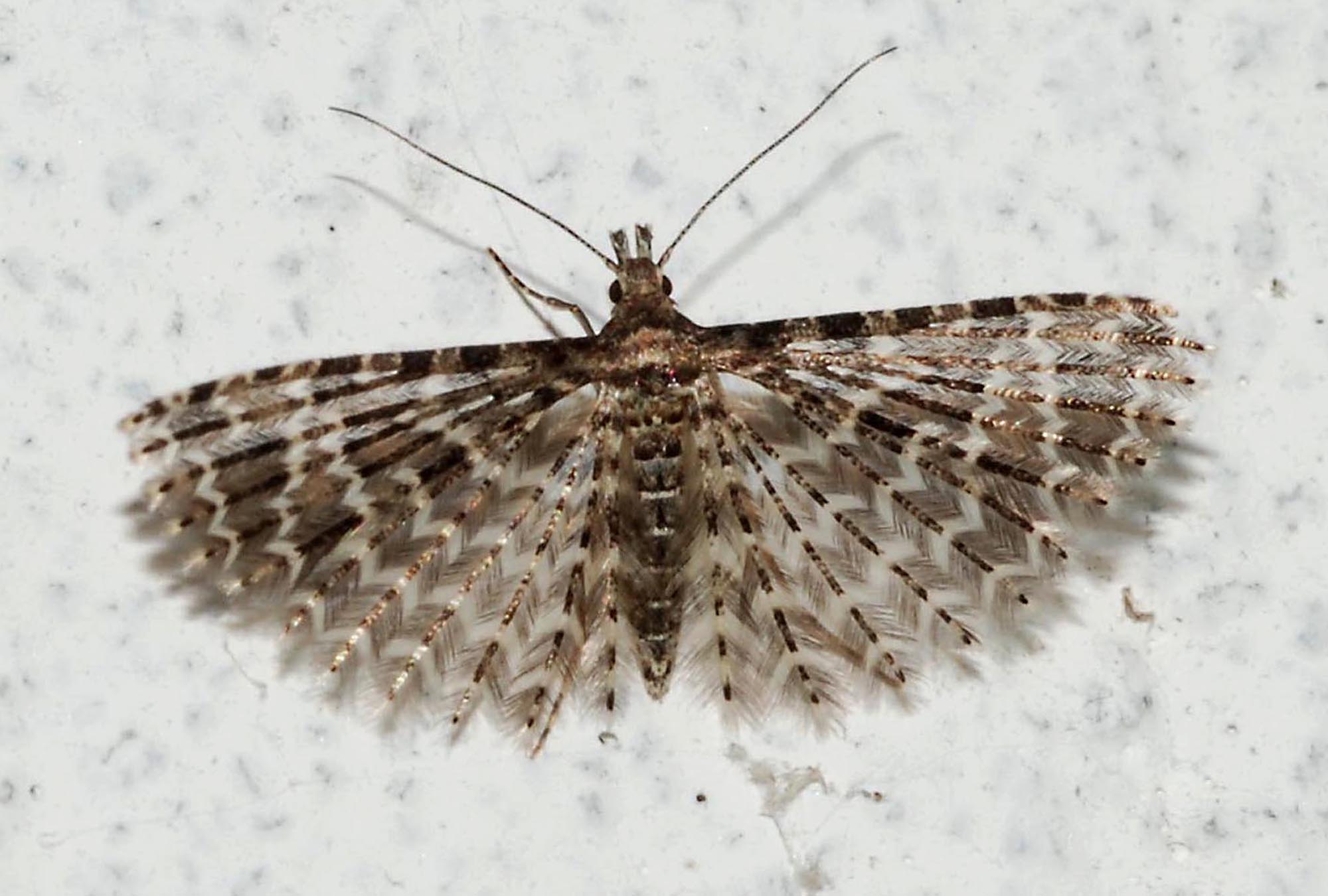 Alucita cfr.  hexadactyla